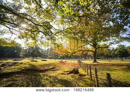 Fall Season With Beautiful Maple Color At Nara Park, Japan
