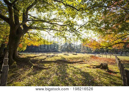 Fall Season With Beautiful Maple Color At Nara Park, Japan