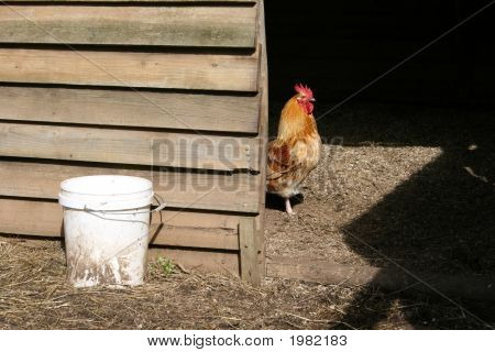 Coq à l'intérieur du poulailler