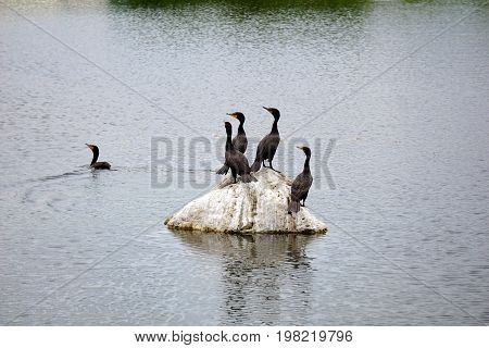 A flock of double crested cormorants (Phalacrocorax auritus) stands on a rock in a retention pond in Plainfield, Illinois, during June.