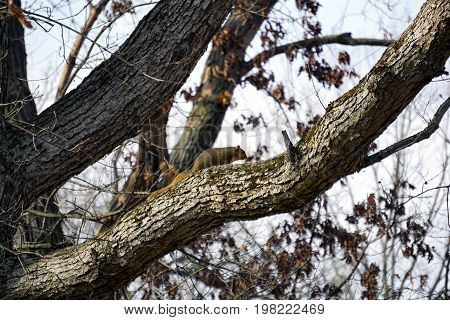 An eastern fox squirrel (Sciurus niger) climbs on a tree limb in the Hammel Woods Forest Preserve in Shorewood, Illinois, during December.