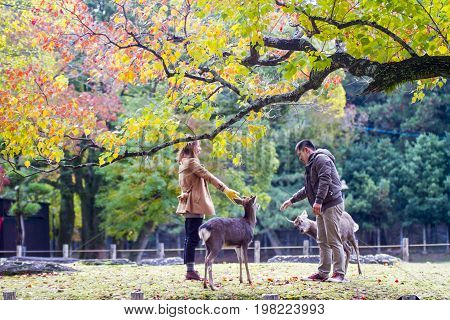 Fall Season With Beautiful Maple Color At Nara Park, Japan