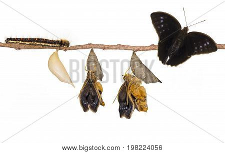 Life Clycle Of Common Duffer Butterfly ( Discophota Sondaica Boisduval ) On White