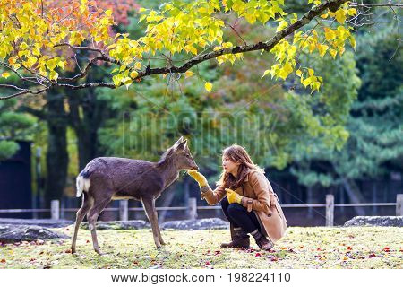 Fall Season With Beautiful Maple Color At Nara Park, Japan