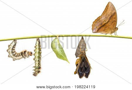 Life Clycle Of Common Duffer Butterfly ( Discophota Sondaica Boisduval ) On White