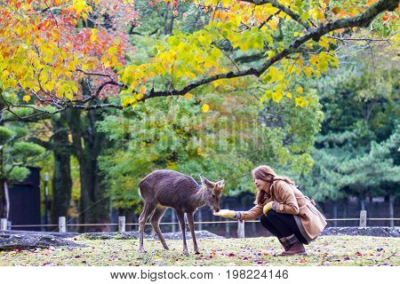 Fall Season With Beautiful Maple Color At Nara Park, Japan