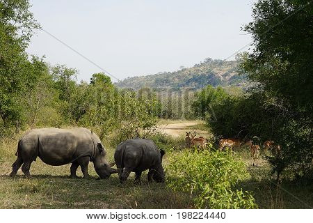 white Rhino in the Krueger National Park