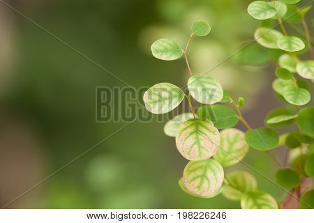 Leaves a pretty smallTree leaves spotted the small round.