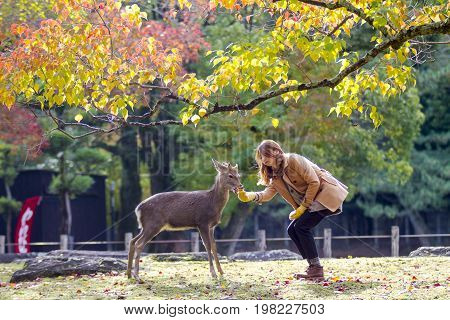 Fall Season With Beautiful Maple Color At Nara Park, Japan