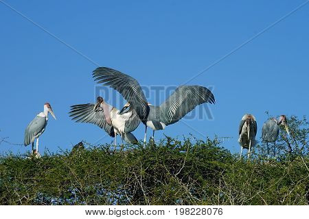 Marabu Stork in the Kruger National Park