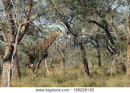 African Giraffe in the  Kruger National Park