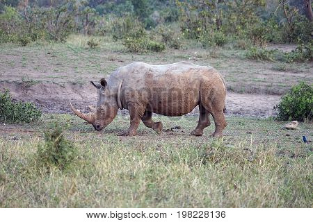white Rhino in the Kruger National Park