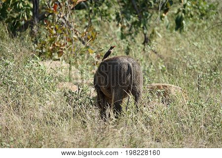 warthog in the Kruger National Park .