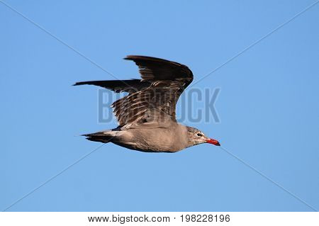 Heermanns Gull (Larus heermanni) in flight on blue sky