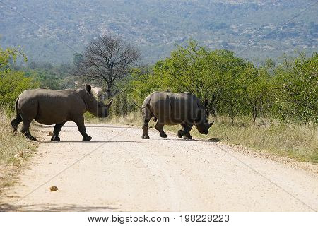 white Rhino in the Kruger National Park