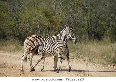 Burchell Zebra in the Kruger National Park