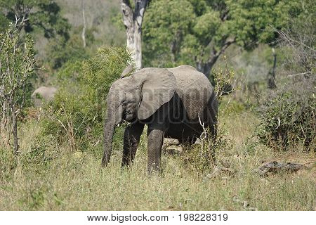 African Elephant in the Kruger National Park