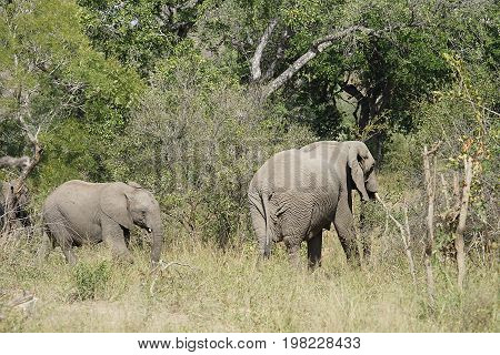 African Elephant in the  Kruger National Park