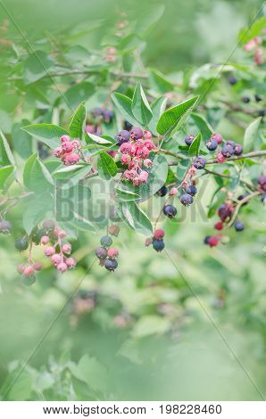 Irga Berries On The Branches..