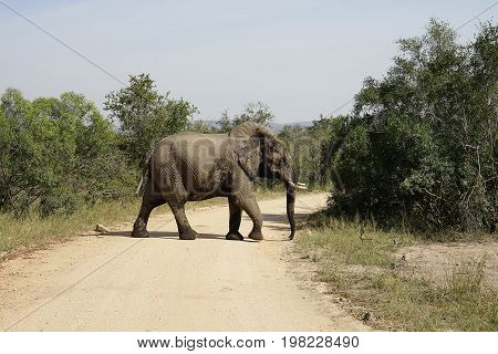African Elephant in the  Kruger National Park