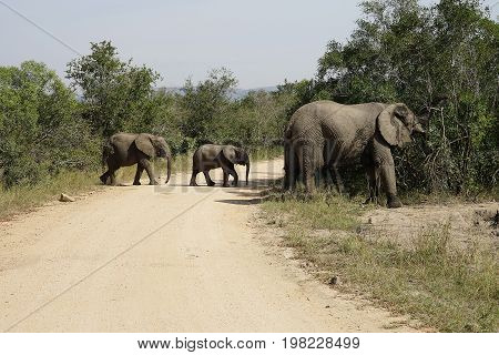 African Elephant in the  Kruger National Park