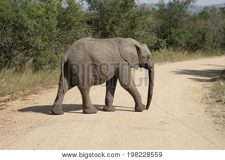 African Elephant in the  Kruger National Park