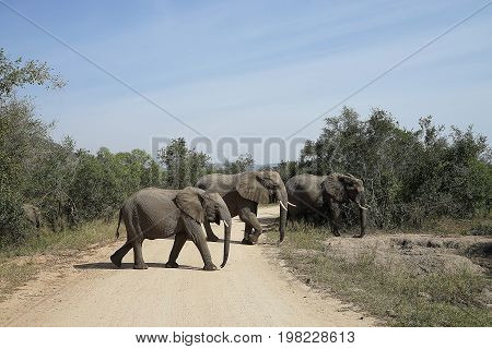 African Elephant in the  Kruger National Park