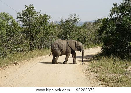 African Elephant in the  Kruger National Park
