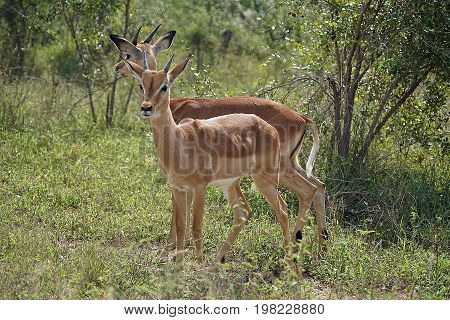 An Impala Kruger in the National Park