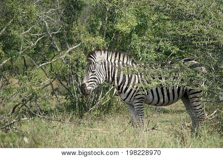 Burchell Zebra in the Kruger National Park