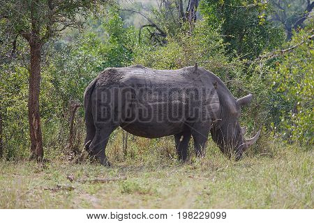 white Rhino in the Krueger National Park