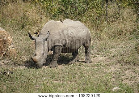 white Rhino in the Krueger National Park