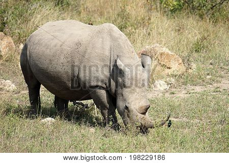 white Rhino in the Krueger National Park