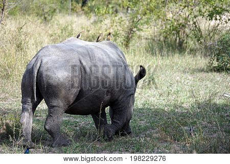 white Rhino in the Krueger National Park