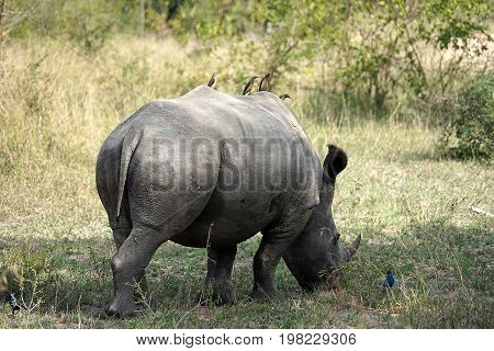 white Rhino in the Krueger National Park