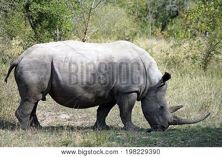 white Rhino in the Krueger National Park