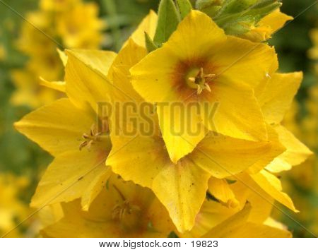 Giallo Loosestrife 01