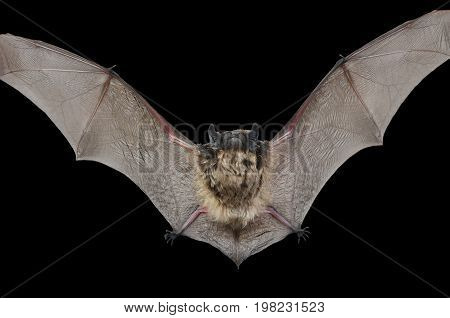 A close up of the small bat. Isolated on black.