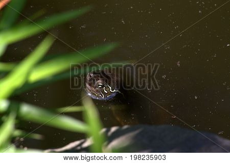 A red-eared slider turtle waits for food in a Japanese garden.