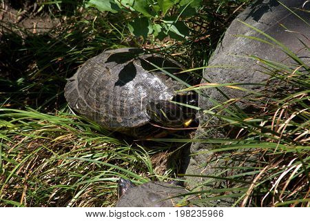 A red-eared slider turtle rests on the shore of a small pond in a Japanese garden.