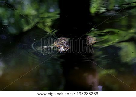 A red-eared slider turtle in a garden pond in a Japanese garden.