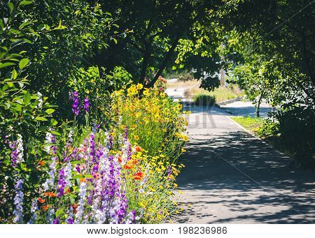 Narrow countryside street with tall trees, flower border and grass in the morning sun. Close up of a coreopsis, poppy and delphinium.