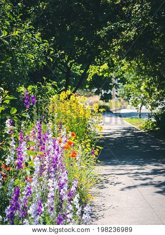 Countryside narrow street with trees, flower border and grass in the morning sun. Close up of a coreopsis, poppy and delphinium.
