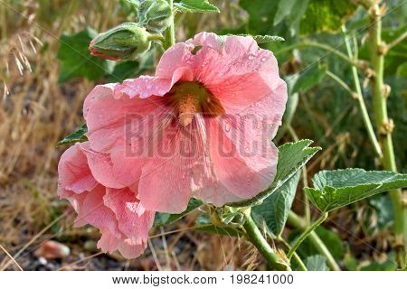 Hibiscus flower in Hayden, Colorado at Dry Creek Park