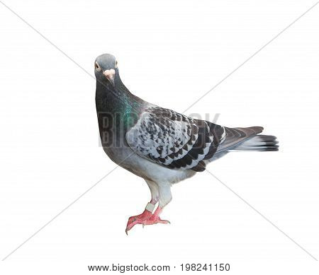 full body of homing pigeon bird isolated white background