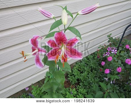 Star Gazer Lilly showing beautiful color in summer