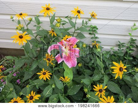 Star Gazer Lilly showing beautiful color in summer