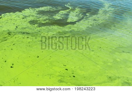 Ukrainian river Dnipro covered by cyanobacterias as a result of hot season