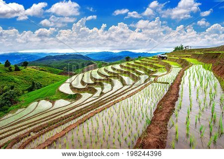 Terrace Rice Field Of Ban Pa Bong Piang In Chiangmai, Thailand.