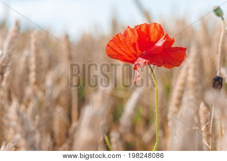Red poppy flower in a golden ripe defocused wheat field.